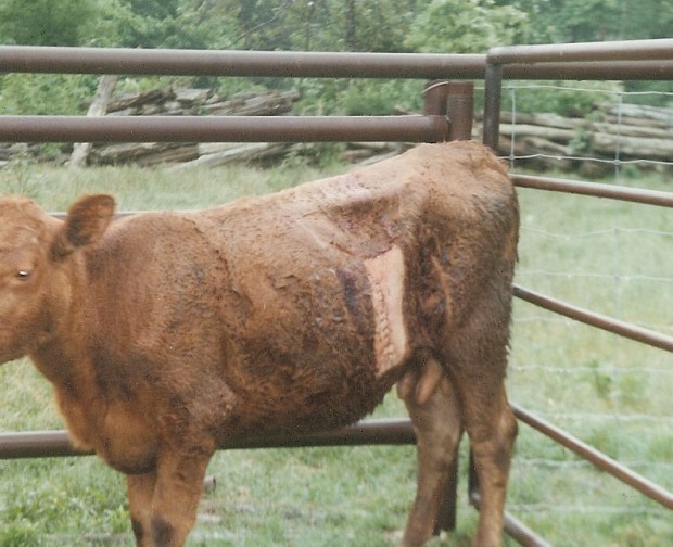c-section cow