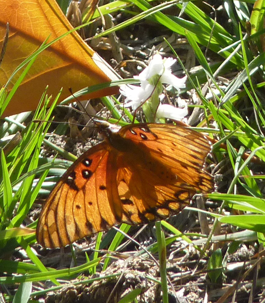 gulf fritillary and ladies' tresses