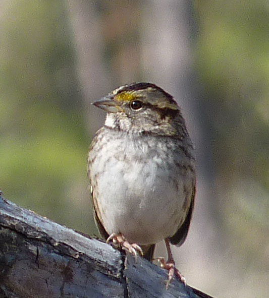 white-throated sparrow
