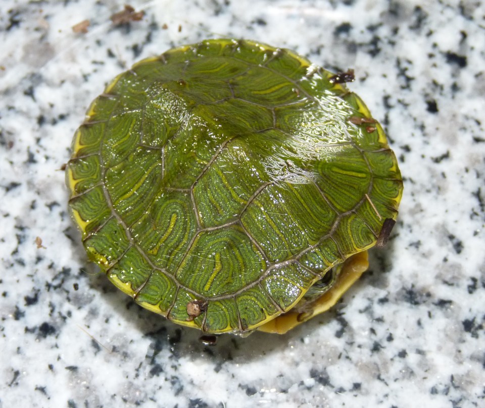 tiny red-eared slider