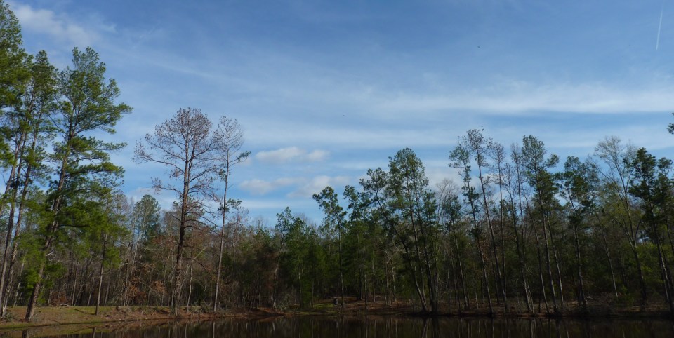 pines around the pond