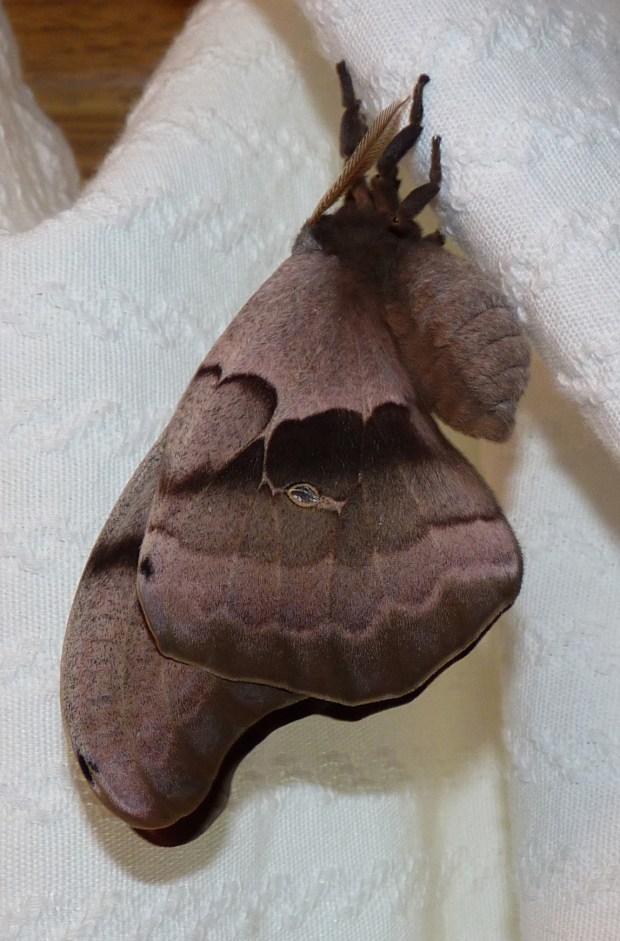 moth on curtain