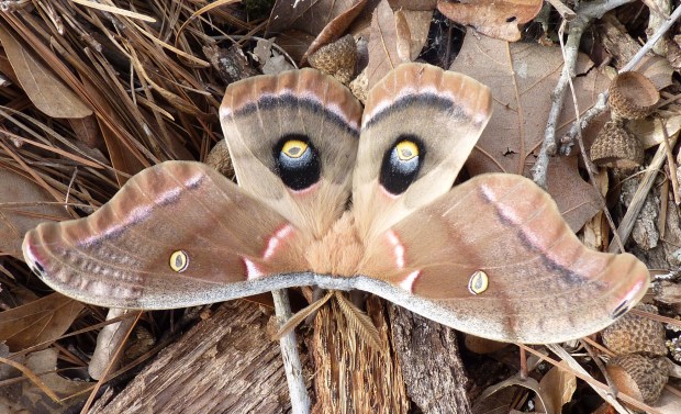 Polyphemus moth