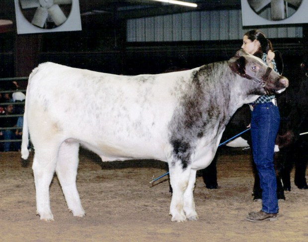 shorthorn