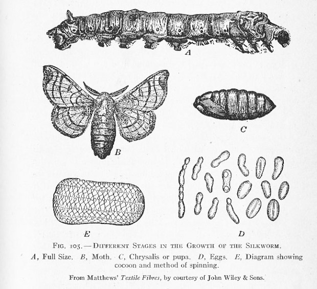 silk moth life cycle