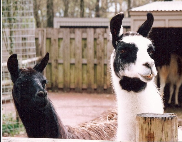 llamas