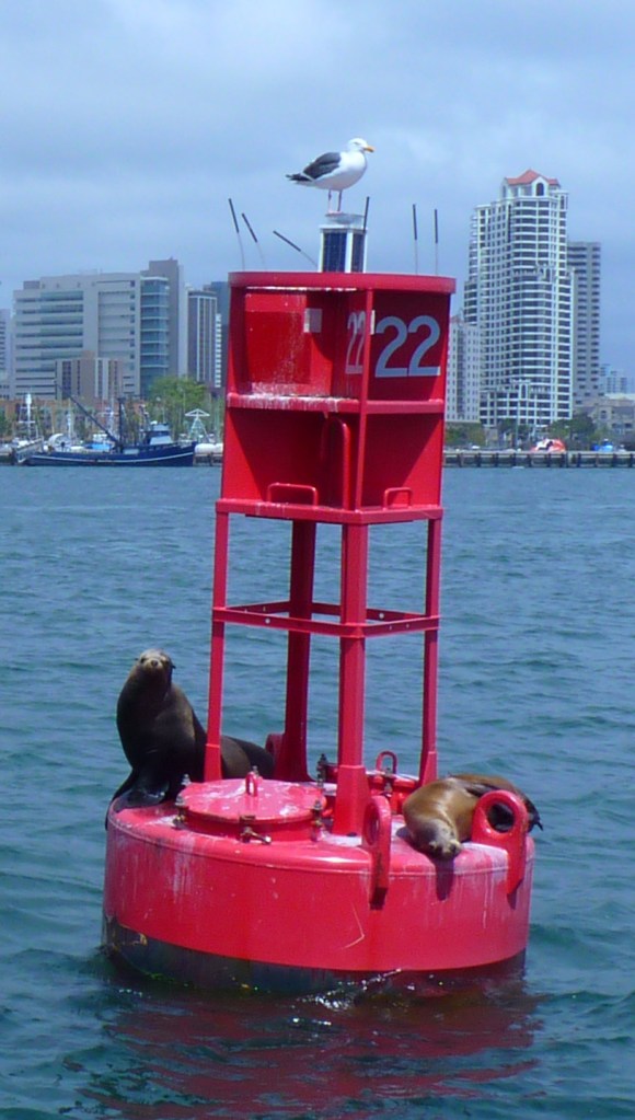 sea lions and gull