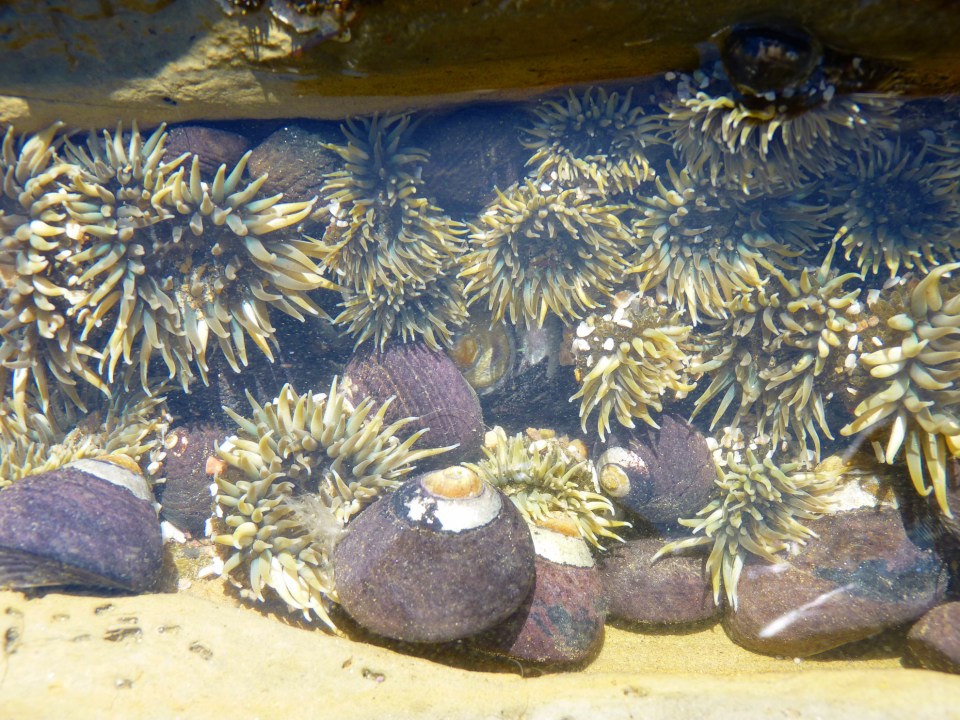 tide pool