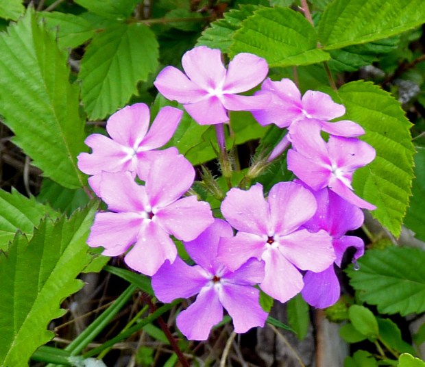 prairie phlox