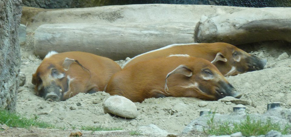 red river hogs