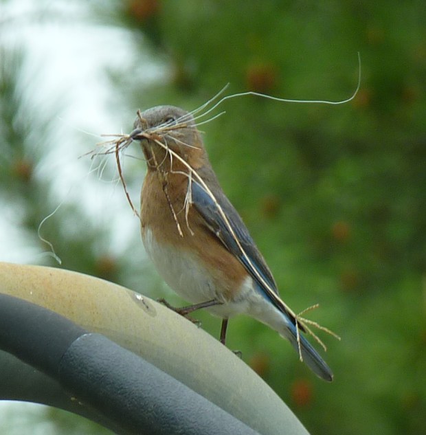 female Eastern bluebird