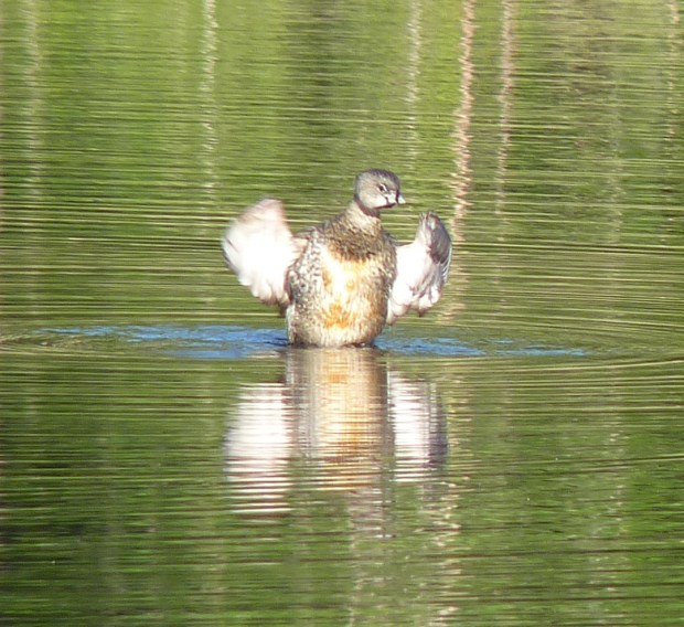 pied-billed grebe