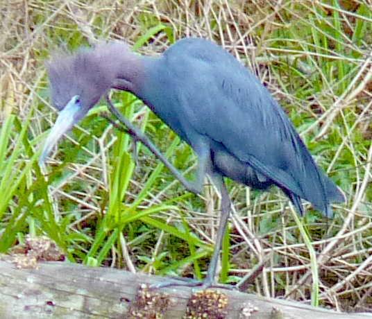 little blue heron