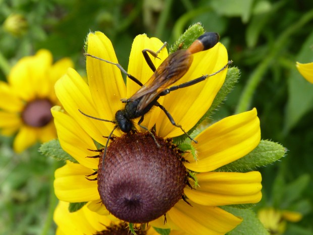 rudbeckia and wasp