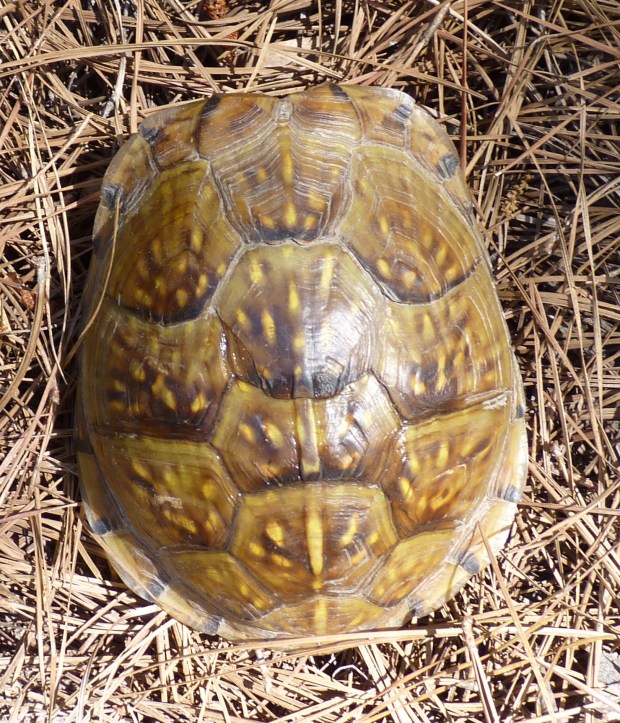 Gulf Coast box turtle