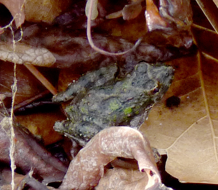 Northern cricket frog