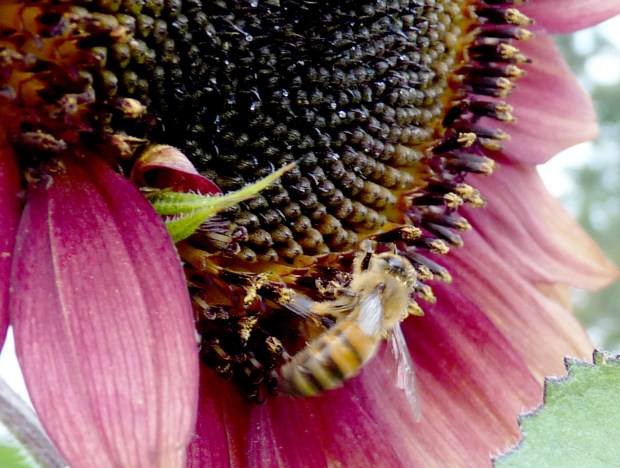sunflower and bee
