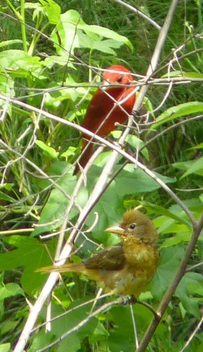 summer tanagers