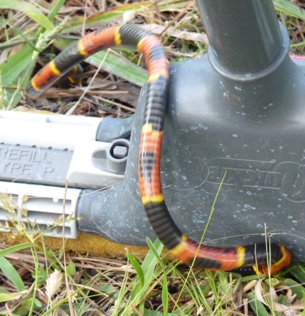 coral snake