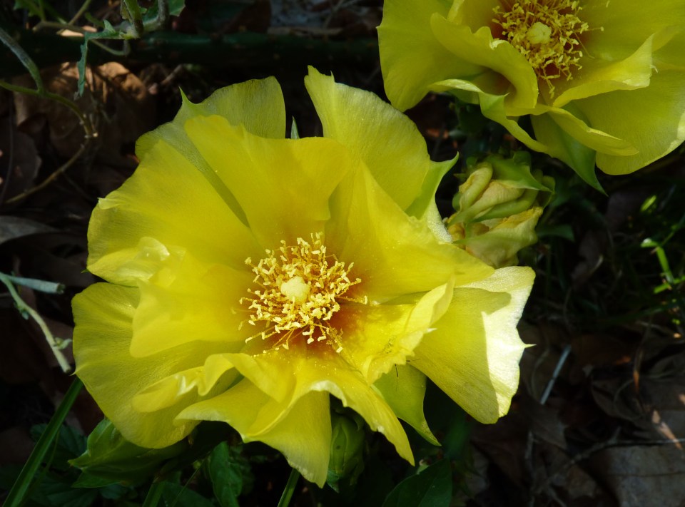 prickly pear bloom
