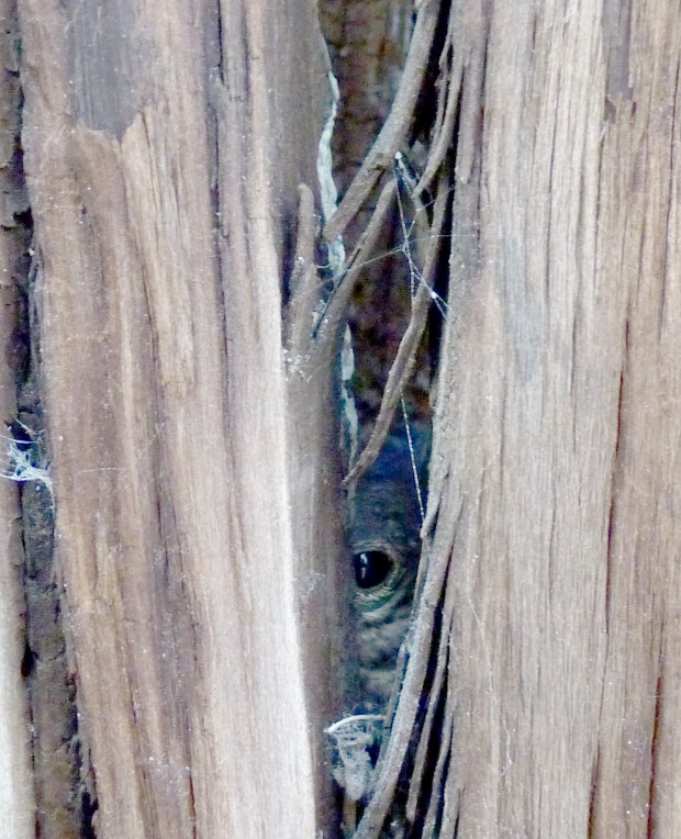 hidden baby bluebird