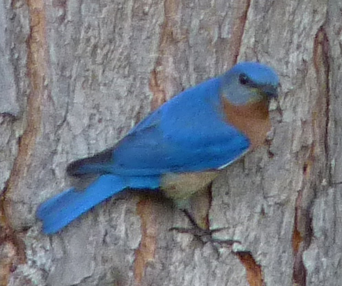 Eastern bluebird