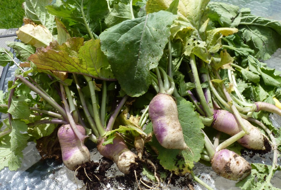 turnips