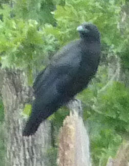 American crow