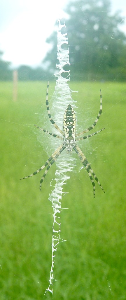 banded argiope