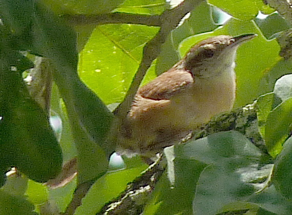Carolina wren