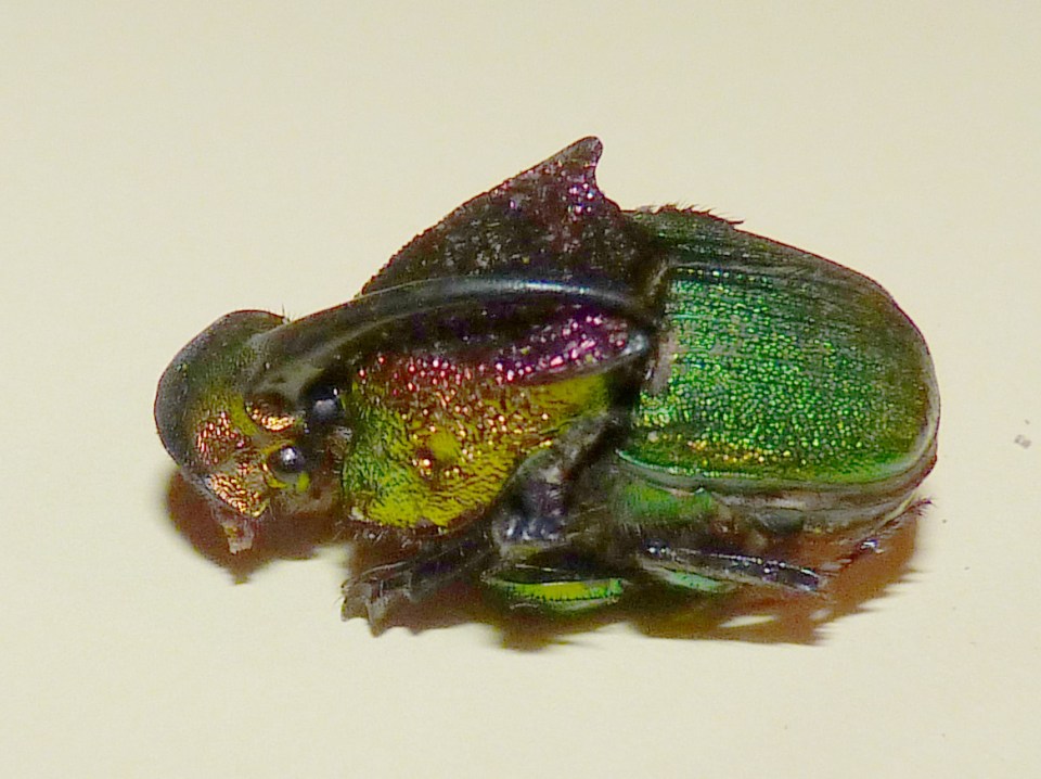 rainbow scarab