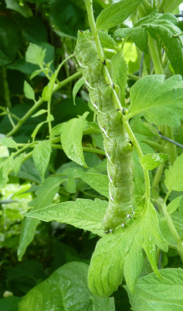 tomato hornworm