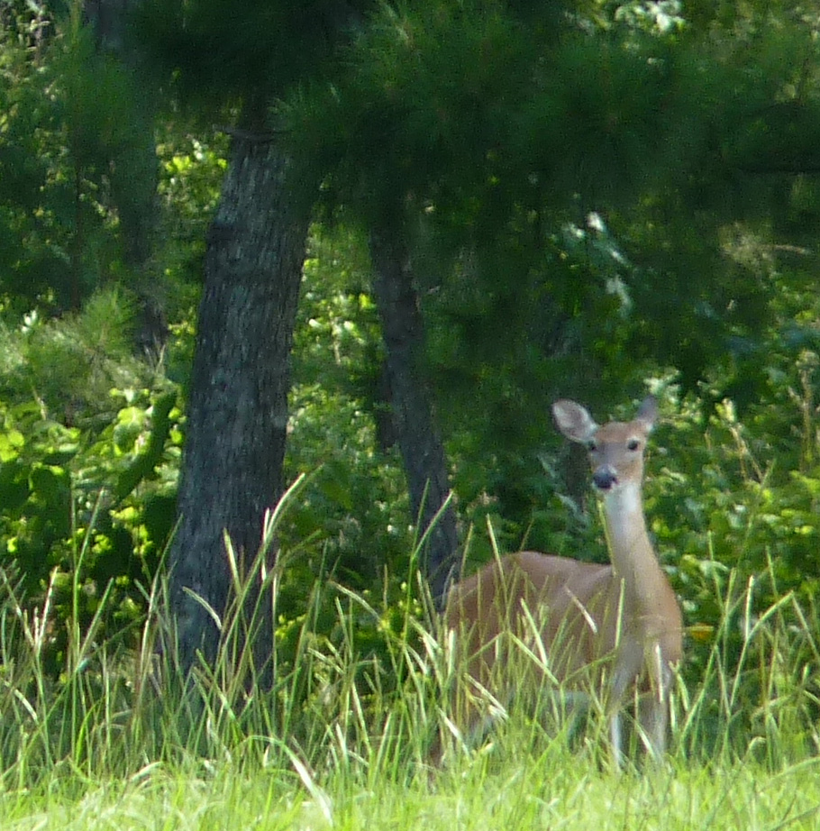 white-tailed deer