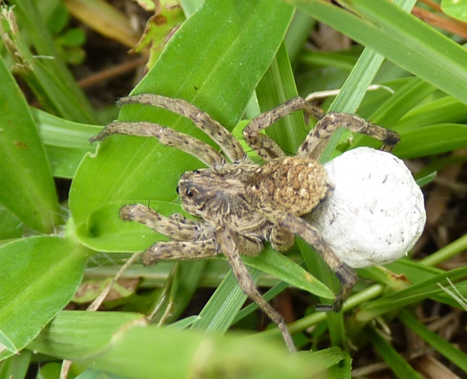 wolf spider
