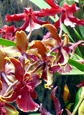 orchids