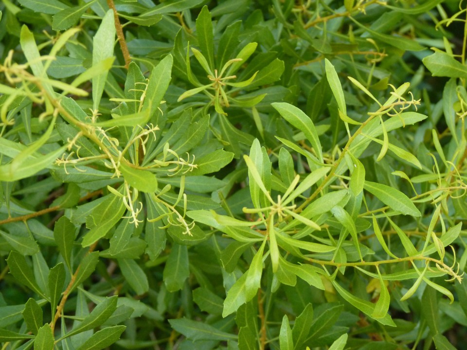 bayberry leaves