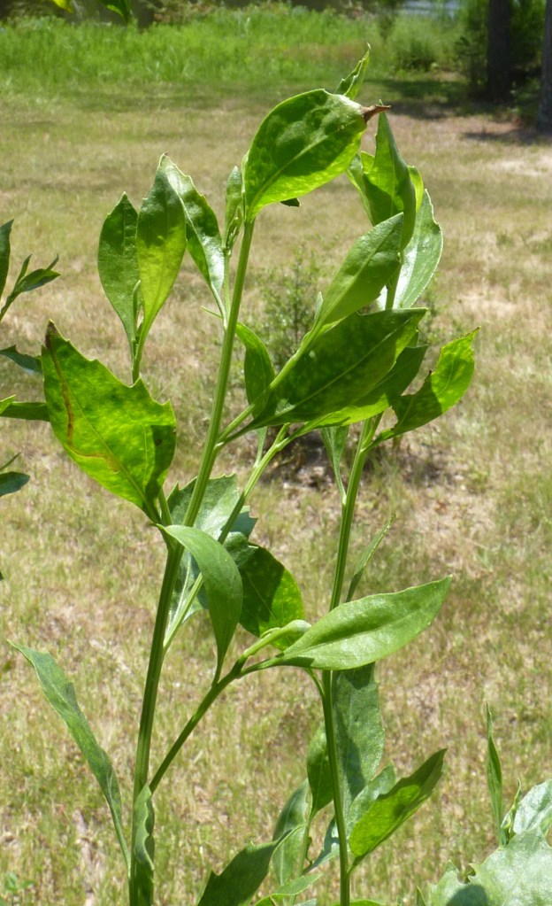 Eastern baccharis leaves