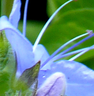 close-up of waterleaf