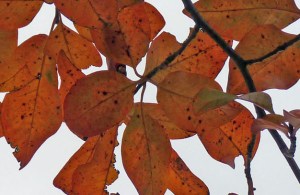 tupleo leaves in fall