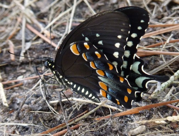 spicebush swallowtail