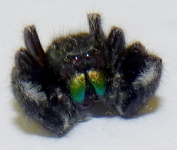 bold jumping spider