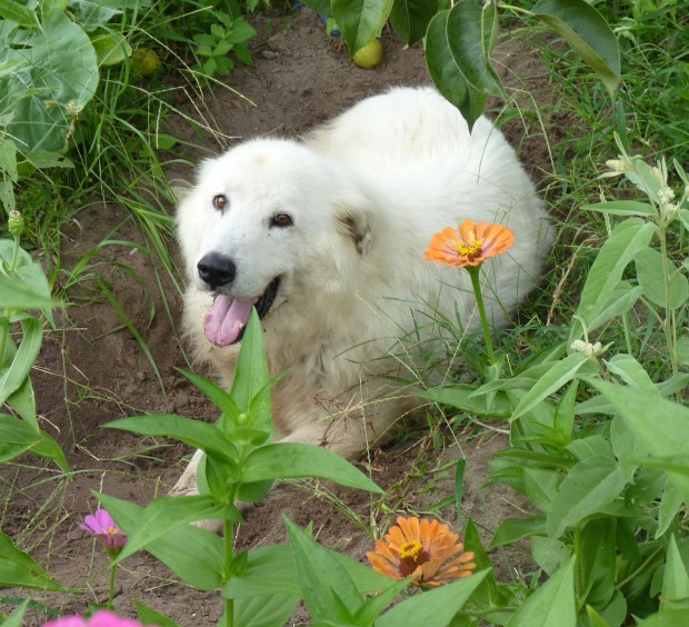 dog in a flower bed