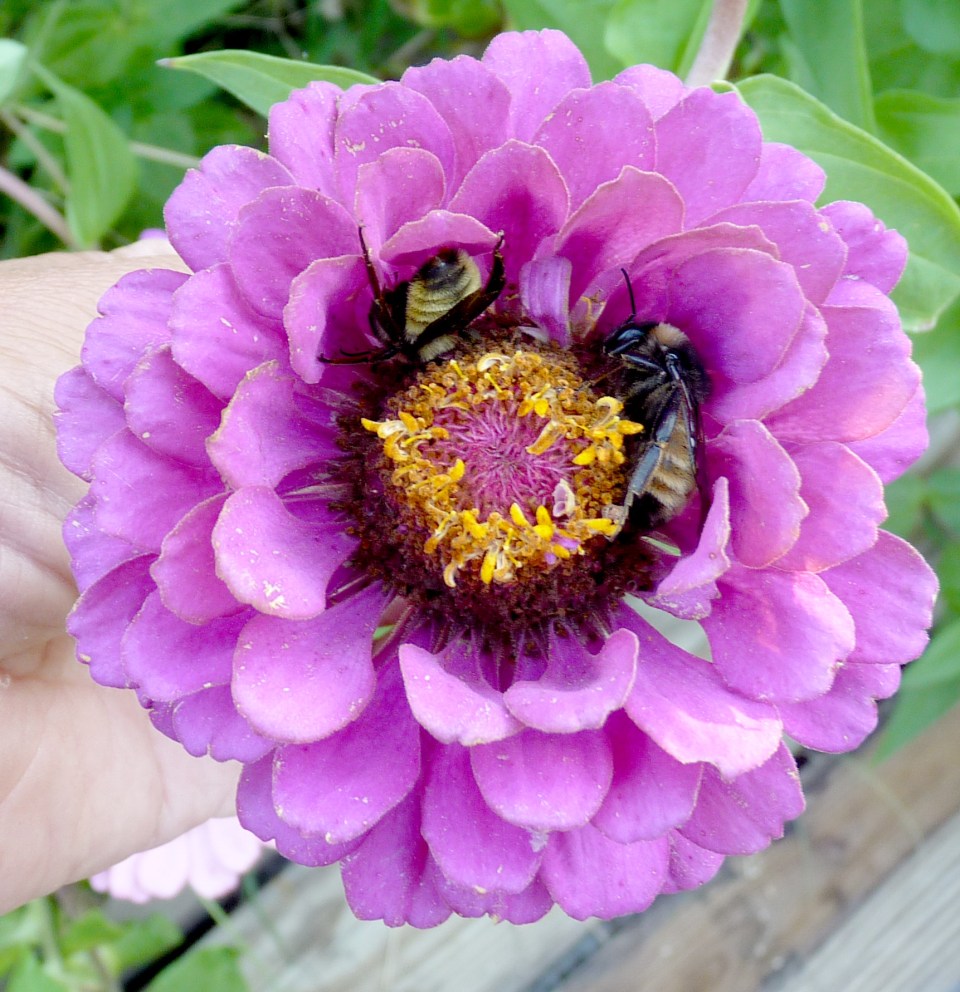 bees in zinnia