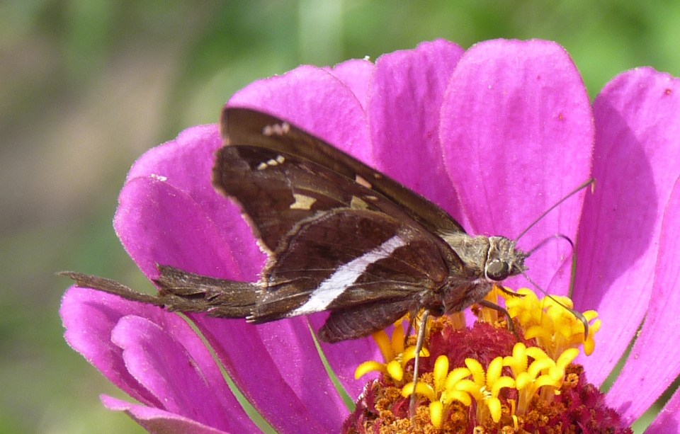 white-striped longtail