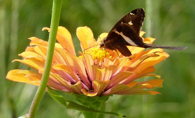 butterfly on zinnia