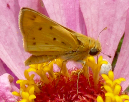 skipper butterfly