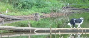 dog and heron
