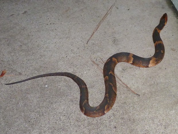 broad-banded water snake