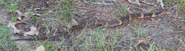 His dorsolateral patterning doesn't look so contrasting to me.