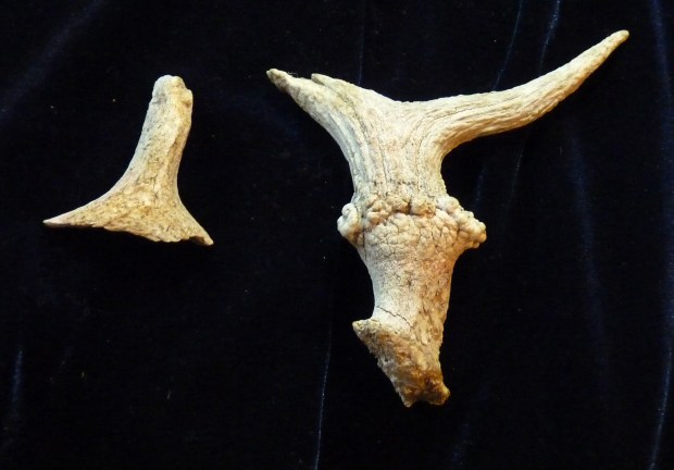 fossilized deer antlers